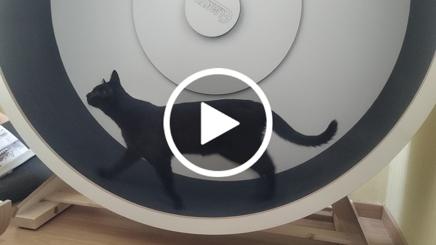 Customer video review of Elmato Katzenlaufrad Rocky Standmodell