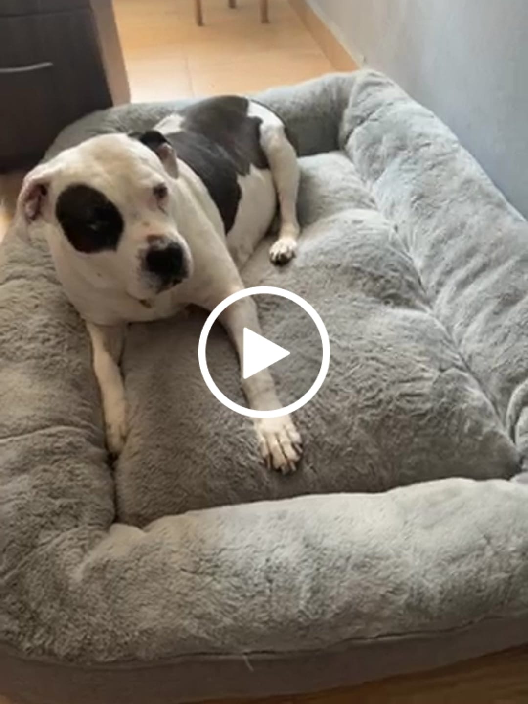 Customer video review of Cama Sofá para Perros