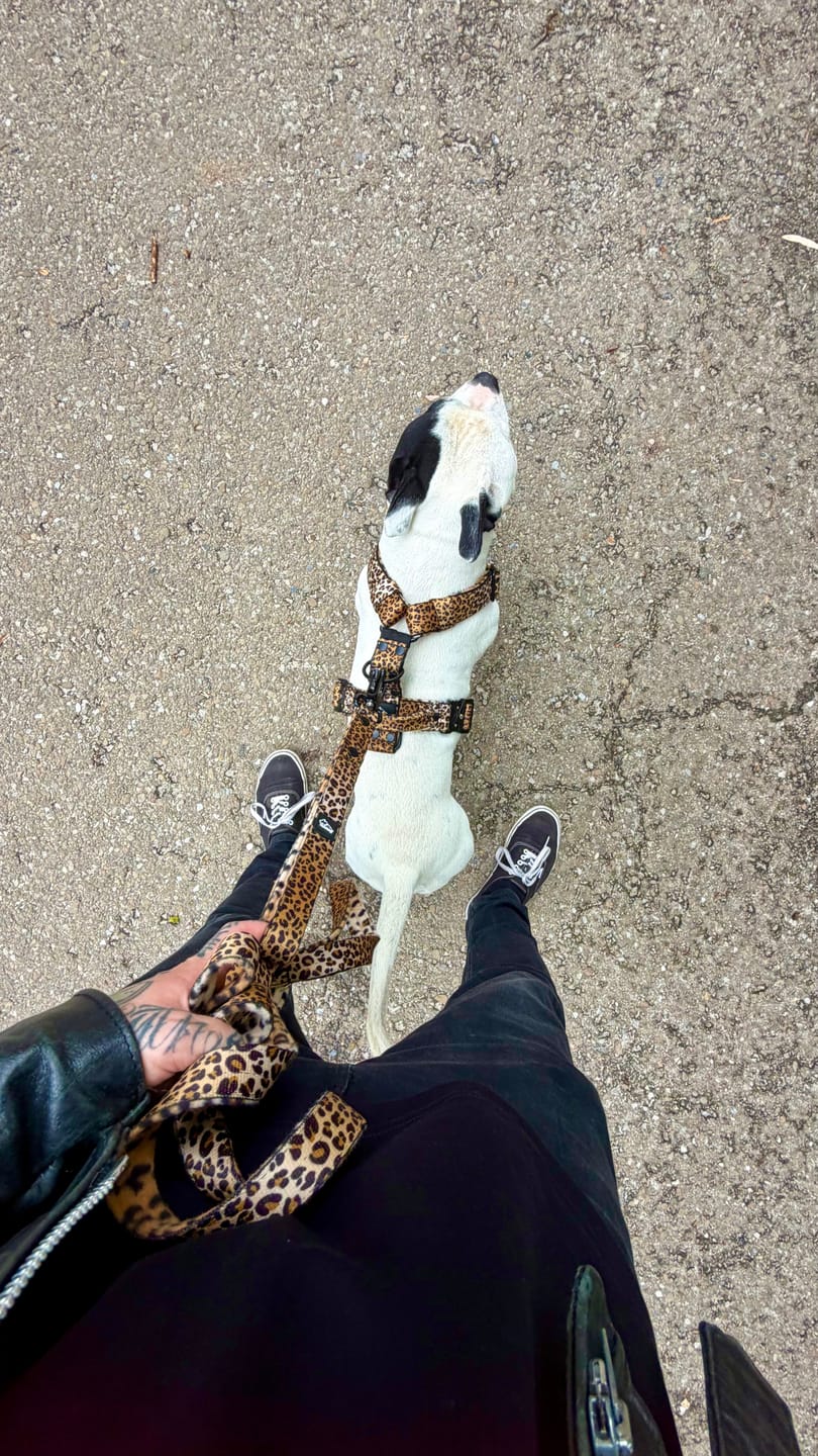 Customer photo review of Szelki z szybką klamrą - Easy Walk Extreme Leopard