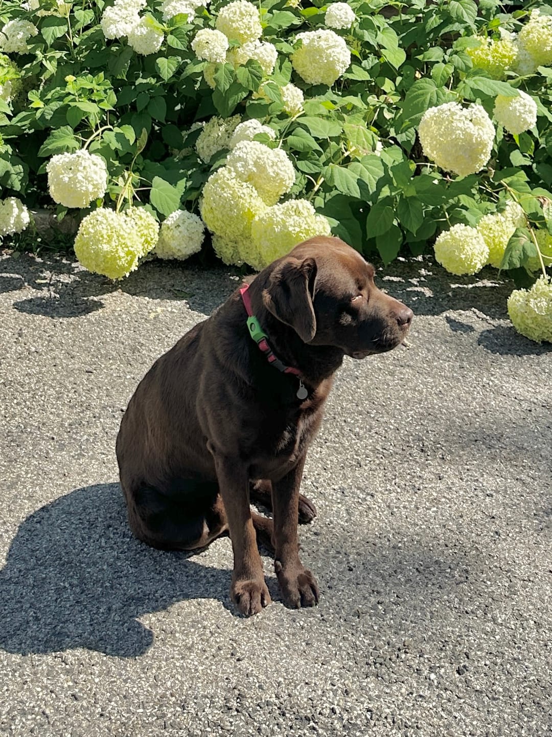 Customer photo review of FurLife™ - All Natural Flea & Tick Defense Chews for Dogs