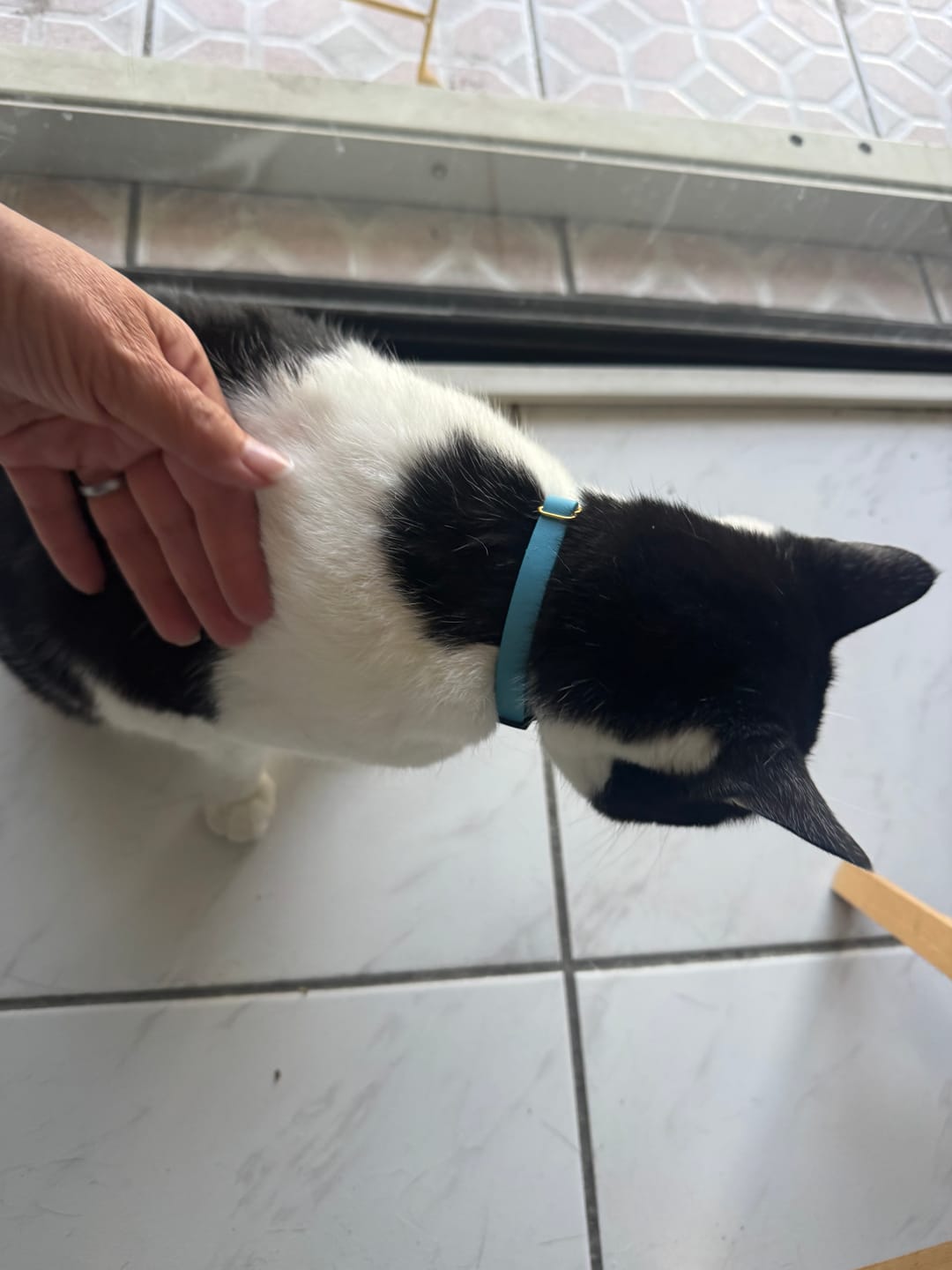Customer photo review of Breakaway Cat Collar