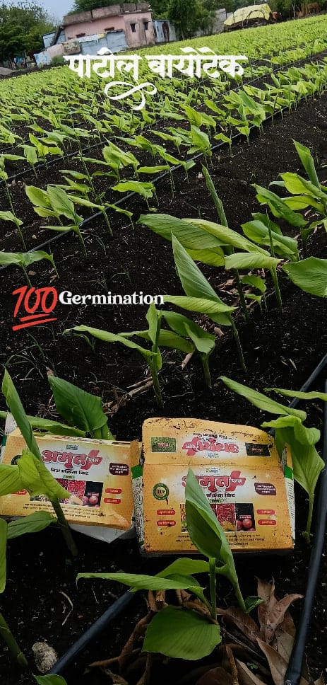 Customer photo review of Amrut Plus Seed Treatment Kit