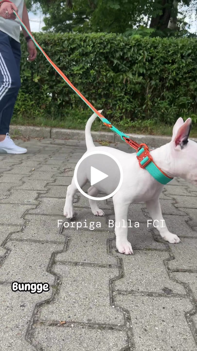 Customer video review of 1.4m Lighter Swivel Combat Leash | Anti-Tangle & Secure Clip - Turquoise x Orange
