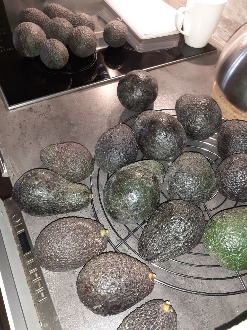 Customer photo review of Avocado Hass & Lamb Hass 15 Monate baumgereift von Julian