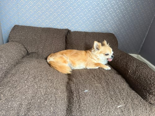 Customer photo review of Chocolate | The Teddington Sofa