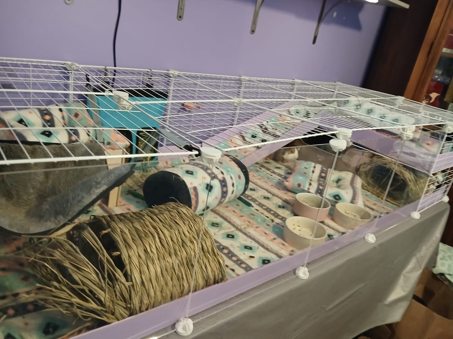 Customer photo review of Litter Box for Guinea Pigs & Rabbits