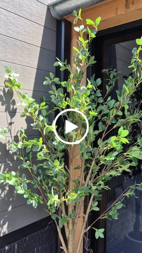 Customer video review of Ficus Kunstplant 180cm