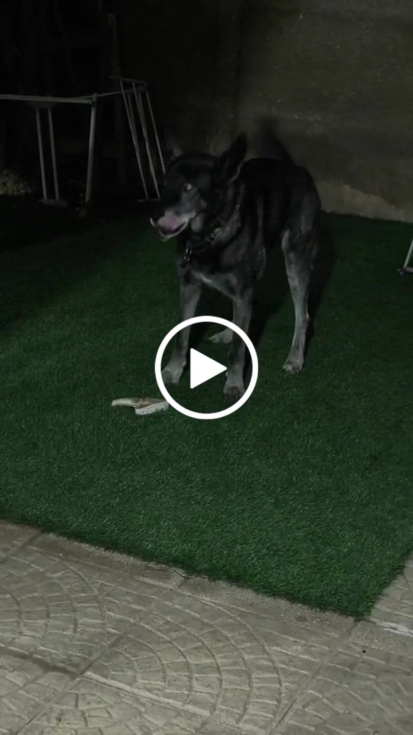Customer video review of Asta de ciervo para perros - Principiante