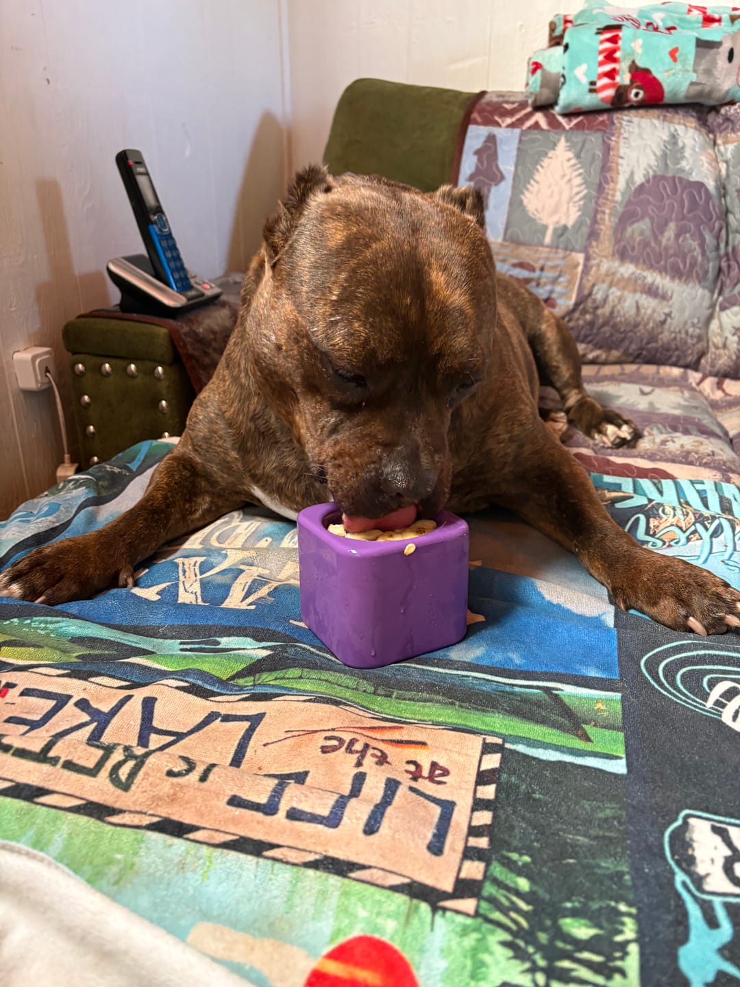 Customer photo review of Freezbox - Super Tough Treat Toy