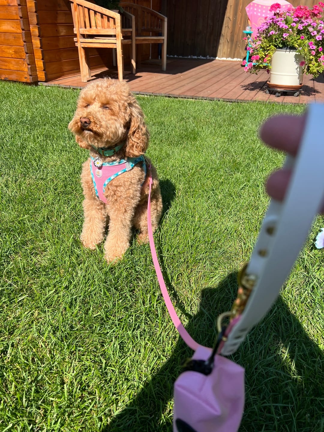 Customer photo review of Bubblegum - Classic Biothane Dog Leash