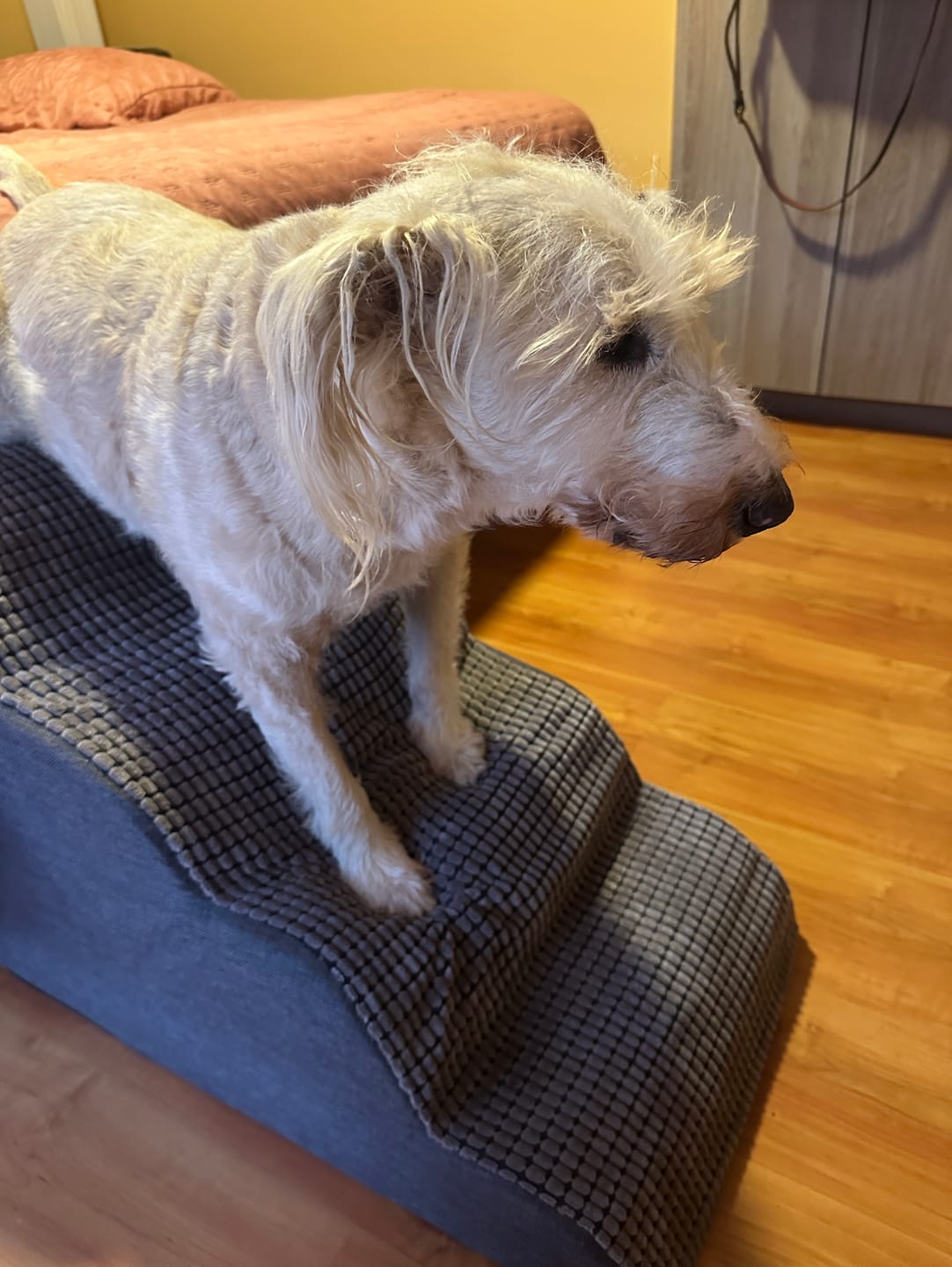 Customer photo review of Rampa Pendiente Suave THE DOGS
