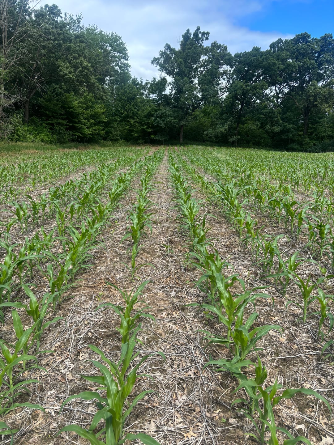 Customer photo review of Glyphosate Tolerant Wildlife Seed Corn