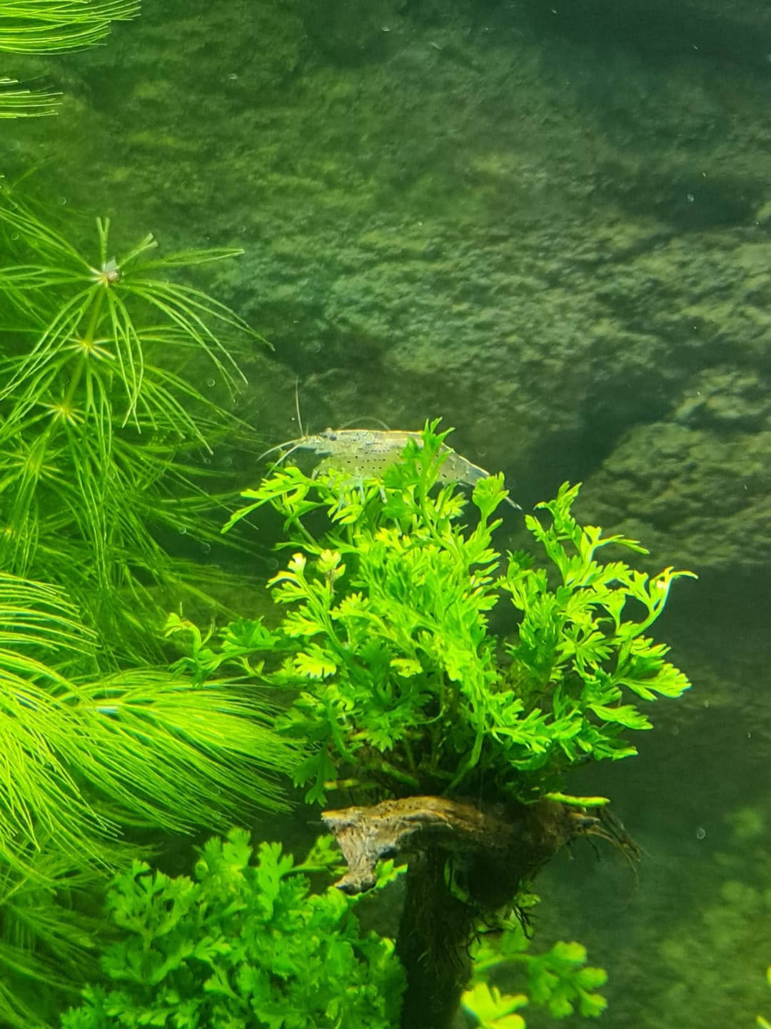 Customer photo review of Nano-Catappa 10pcs JBL - Feuille de Badamier pour Nano-Aquarium