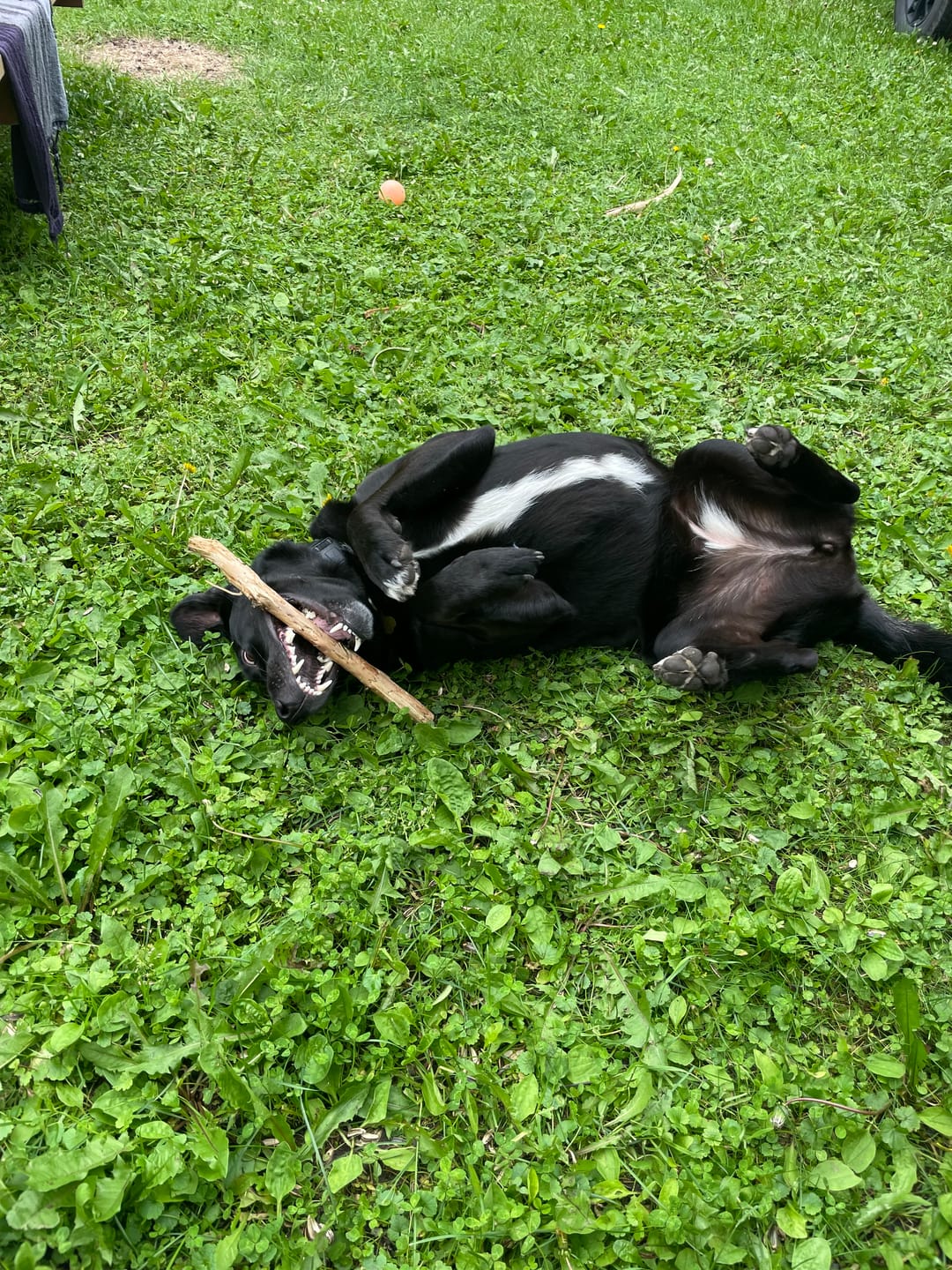 Customer photo review of 6 Inch Monster Braided Bully Stick