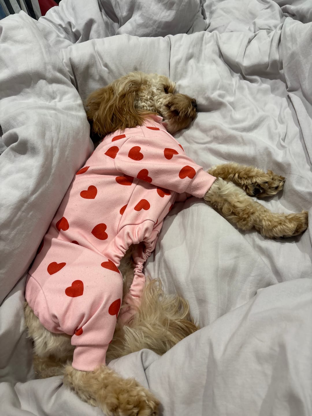 Customer photo review of Dog Pajama - Pink Hearts