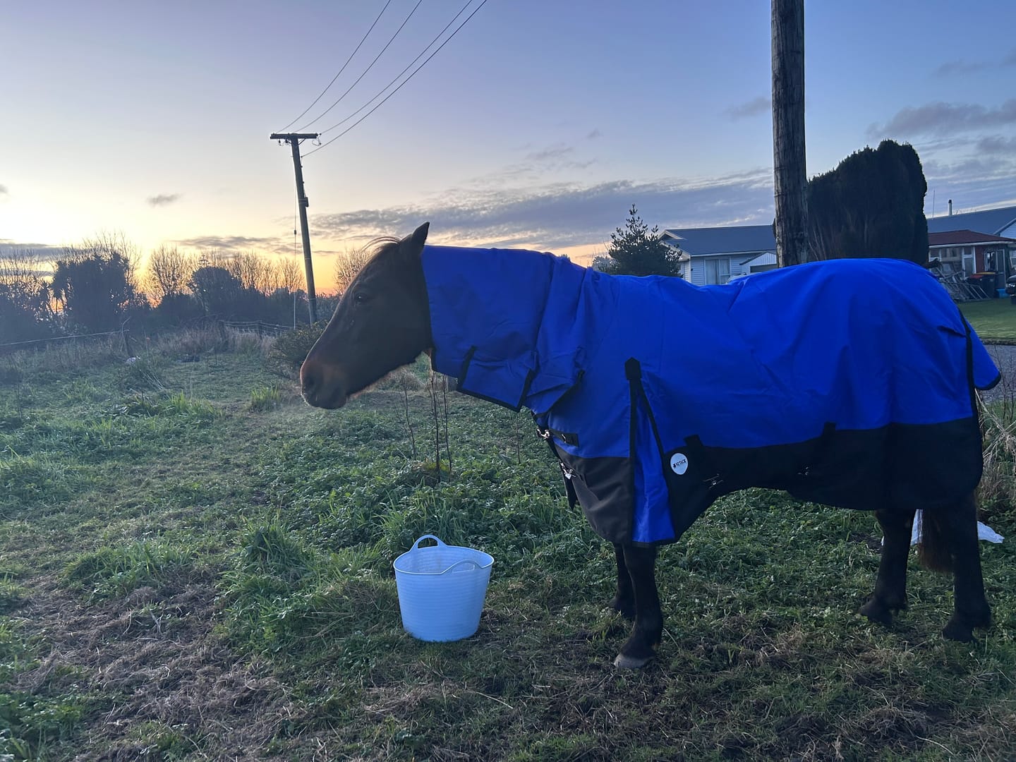 Customer photo review of NZ Tack Duke 1200D Combo