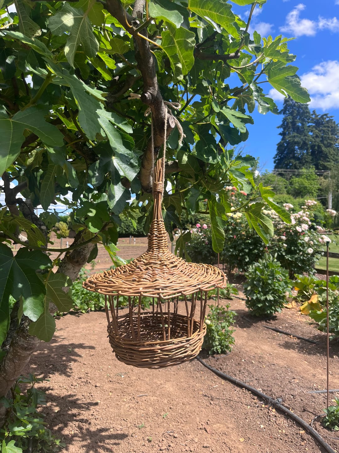 Customer photo review of The Willow Bird Feeder Course and Kit
