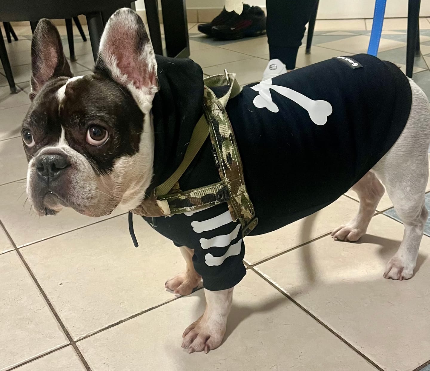 Customer photo review of Essential Dog Hoodie - Midnight Blue