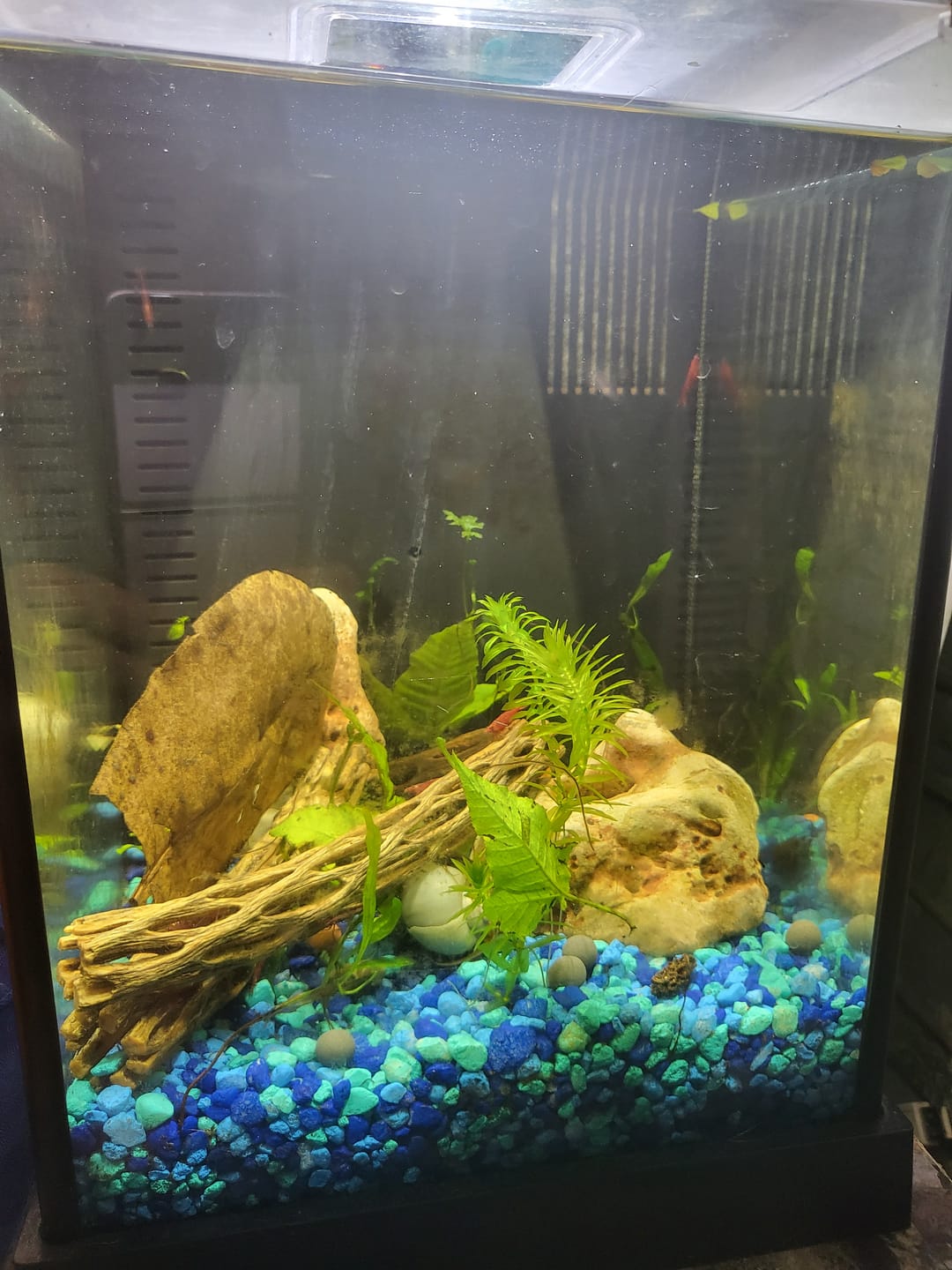 Customer photo review of Fire Red Cherry Shrimp