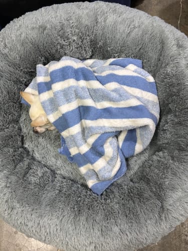 El perrito de un cliente duerme en una cama antiestrés gris, cubierto con una toalla a rayas azules y blancas.