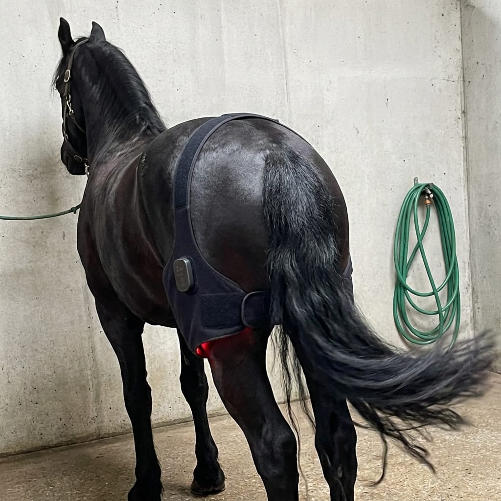 Customer photo review of HorseHalo™ HaloHind