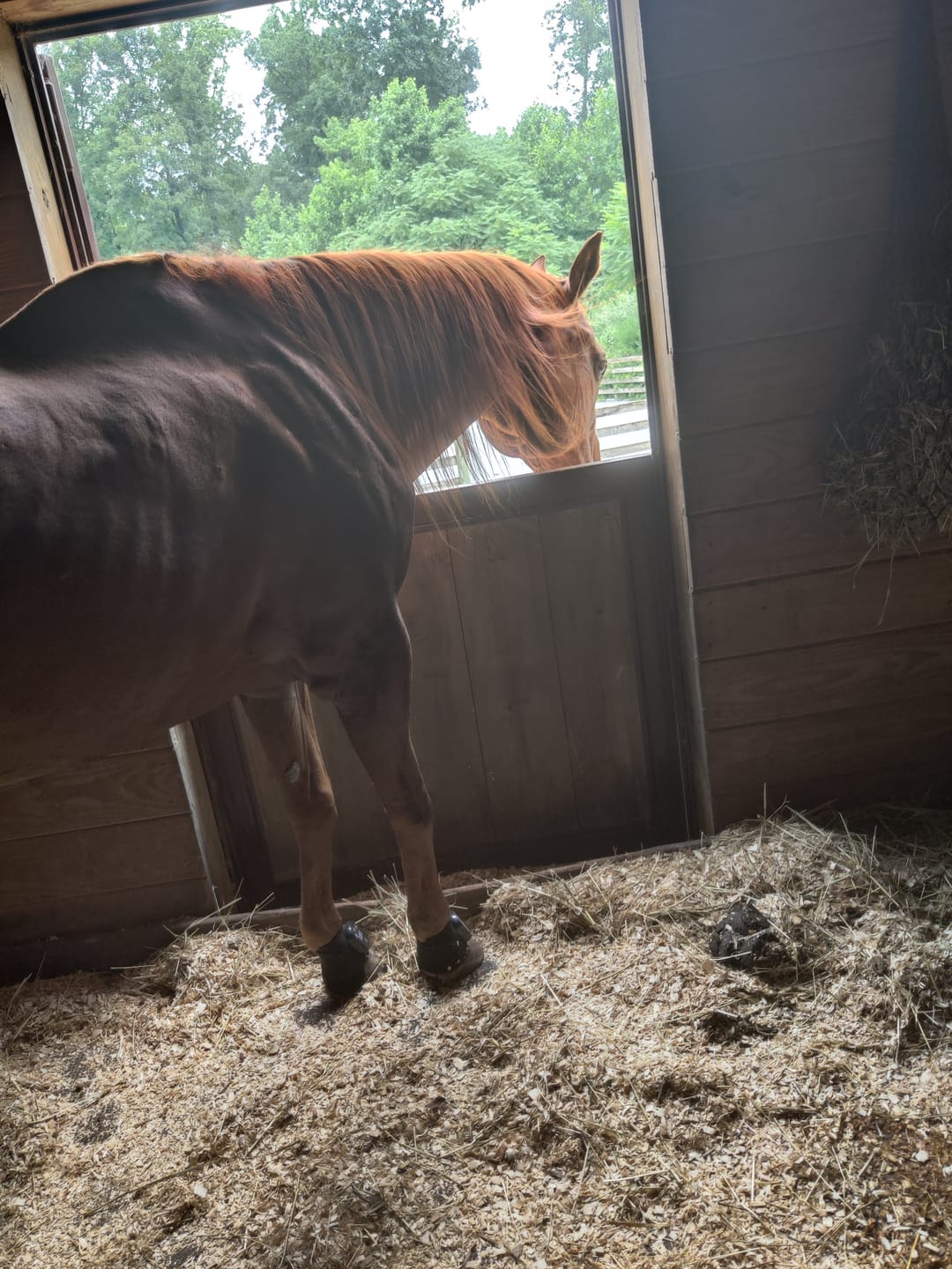 Customer photo review of HorseHalo™ HaloLegs Mini