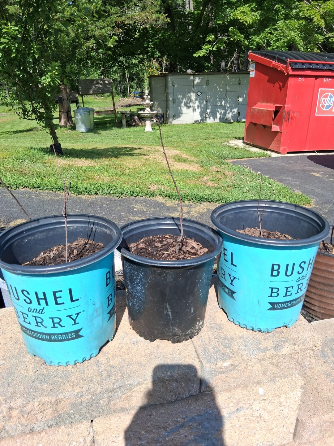 Customer photo review of Wild Crabapple