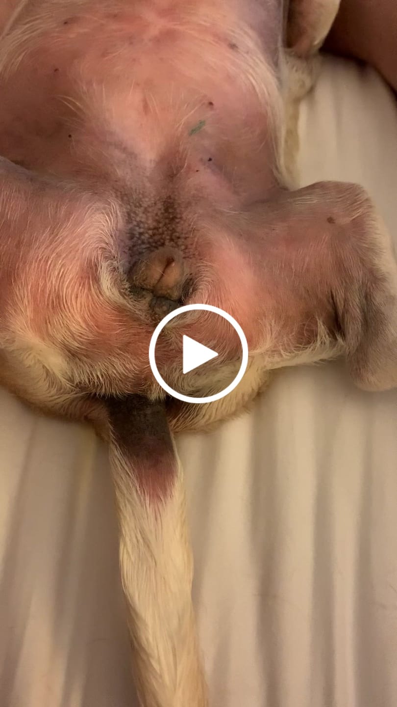 Customer video review of K9 Soothe