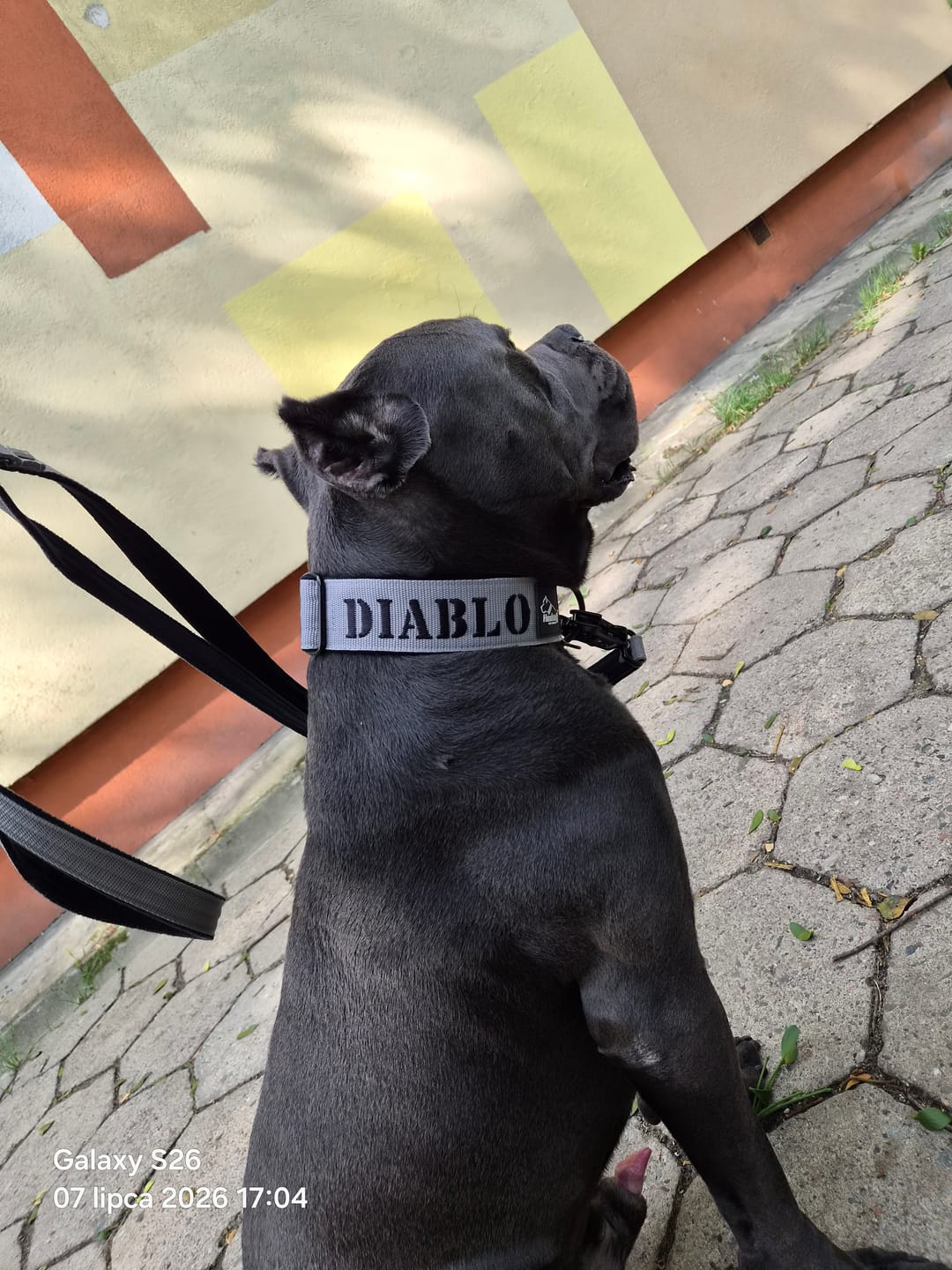 Customer photo review of Smycz przepinana dla psa z imieniem - Personal Multi Leash