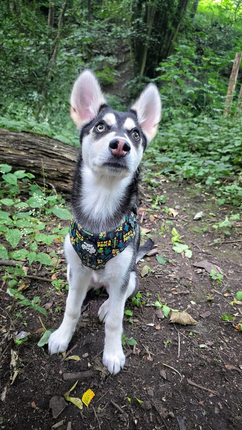 Customer photo review of Bit of a pr**k harness