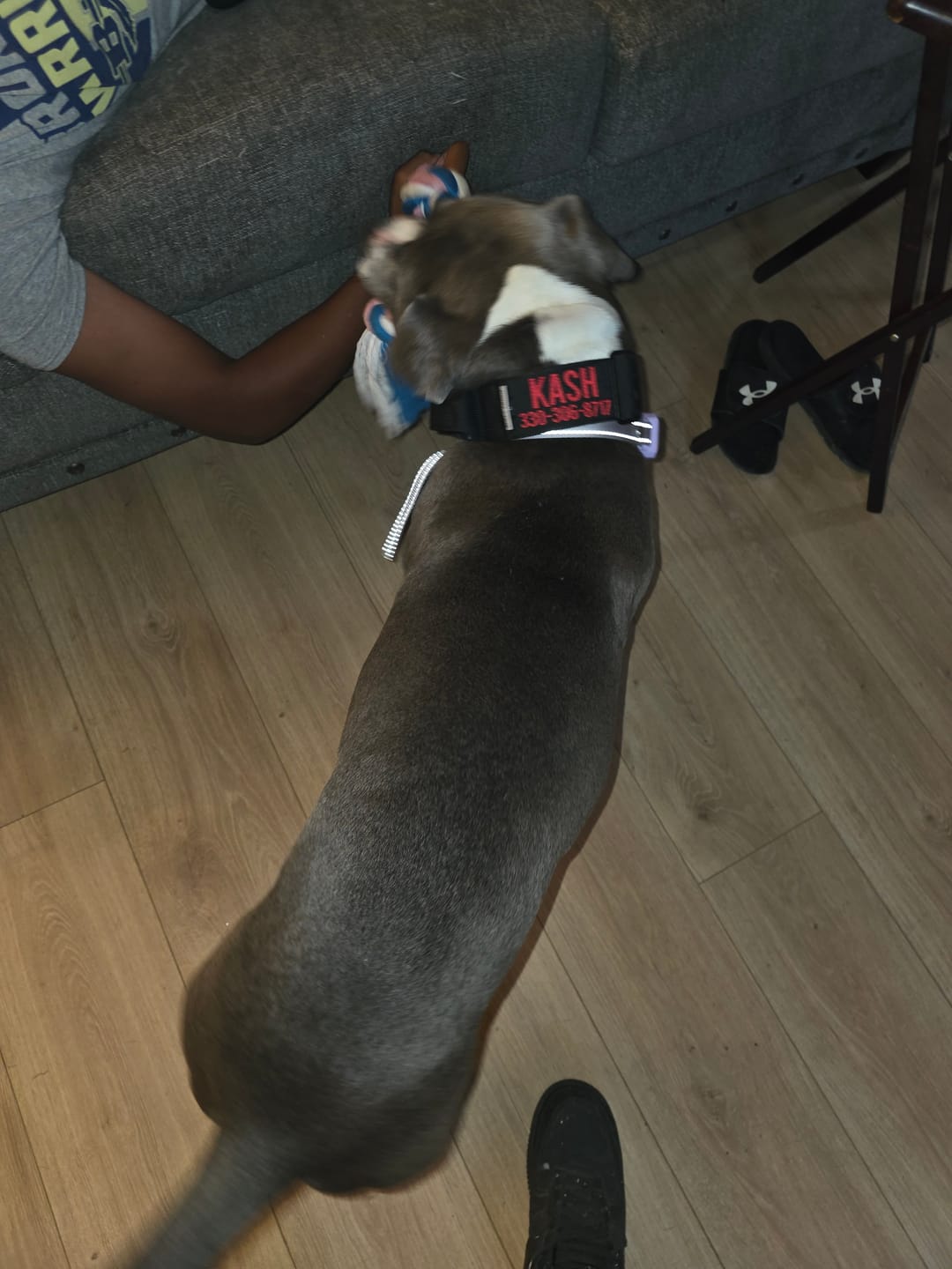 Customer photo review of Bully Proof Collar