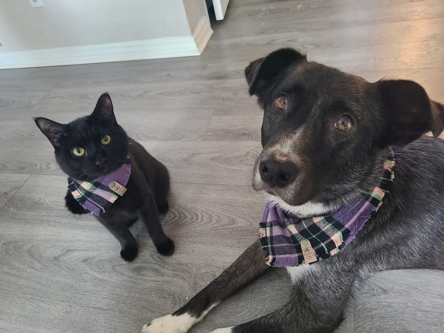 Customer photo review of San Juan Island Frayed Snap-On Bandana | Purple Plaid