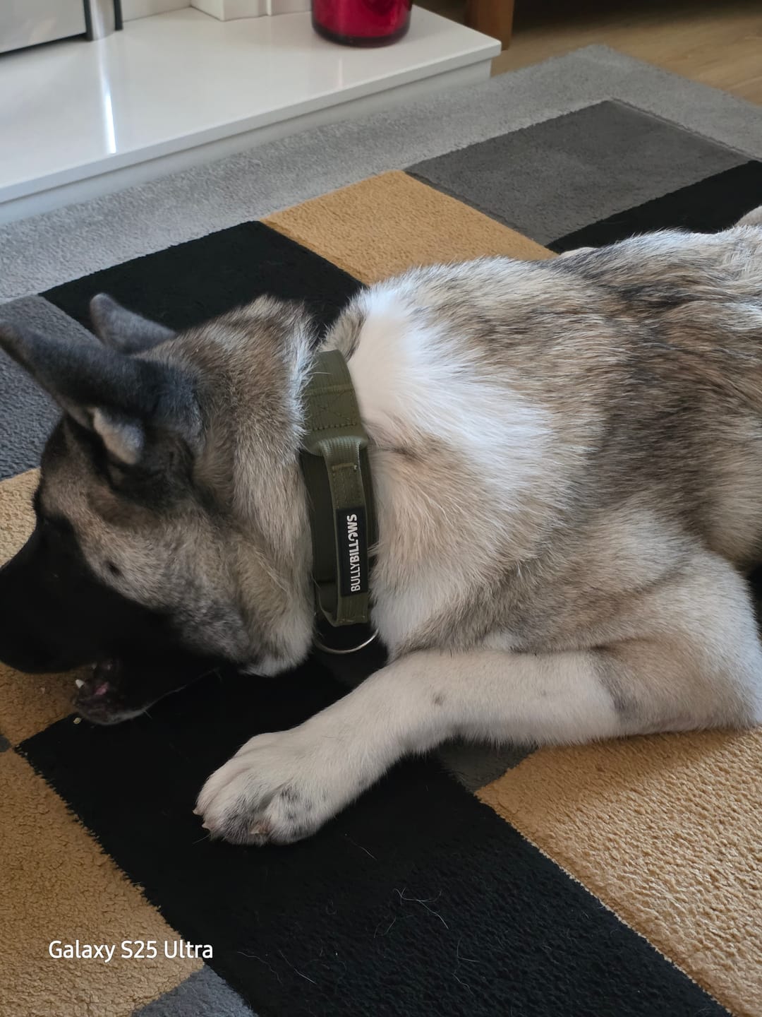 Customer photo review of 4cm Combat® Collar | With Handle & Secured Clip -  Khaki