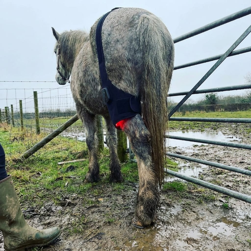 Customer photo review of HorseHalo™ HaloHind