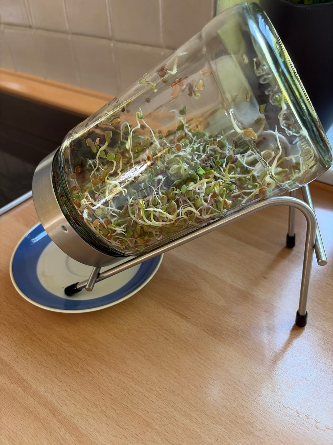 Customer photo review of Keimglas 1700ml The Way We Grow™ aus Glas mit Ständer Biosprosser