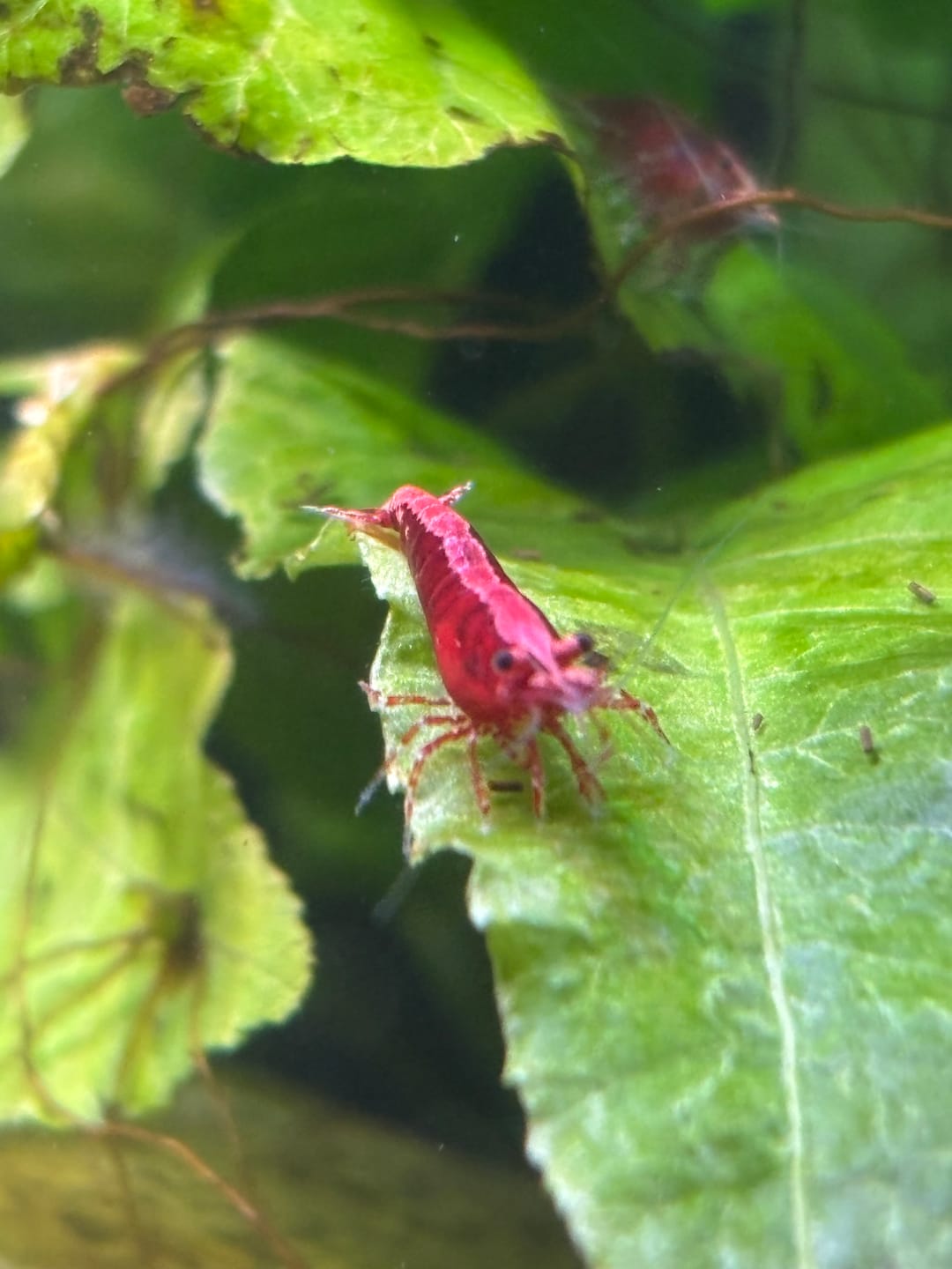 Customer photo review of Fire Red Cherry Shrimp