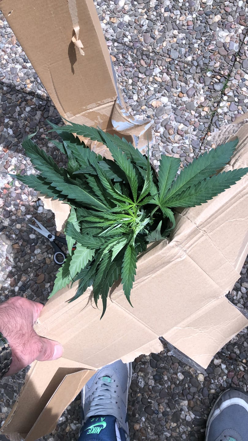 Customer photo review of Hanfstecklinge | Picasso Moon