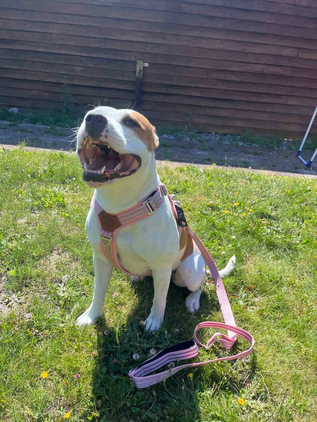 Customer photo review of Staffordshire Bull Terrier 1935® Harness & Leash Set - Baby Pink