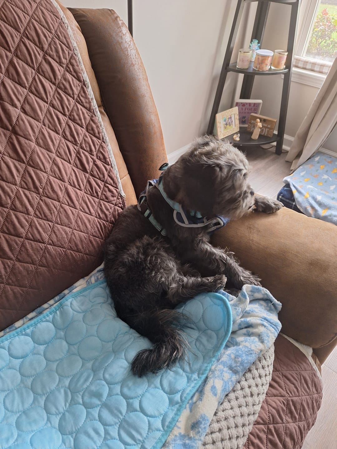 Customer photo review of Dog Cooling Vest