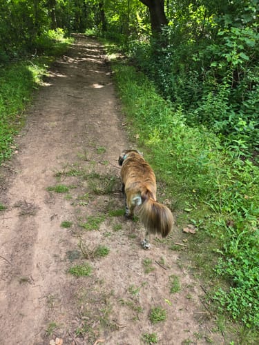 Reviewer's dog walking on a dirt path through the woods after using Hemp & Tails Hip & Joints treats.