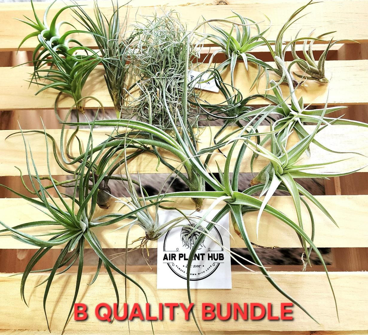 Customer photo review of B Quality Greenhouse Mix 10 Plant Pack