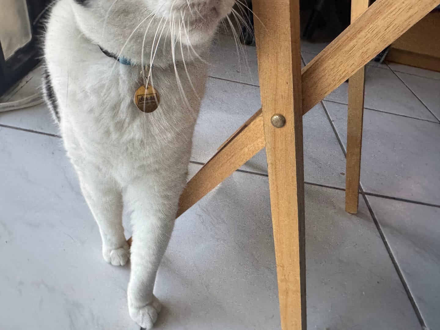 Customer photo review of Cat ID Tag - Custom Engraved