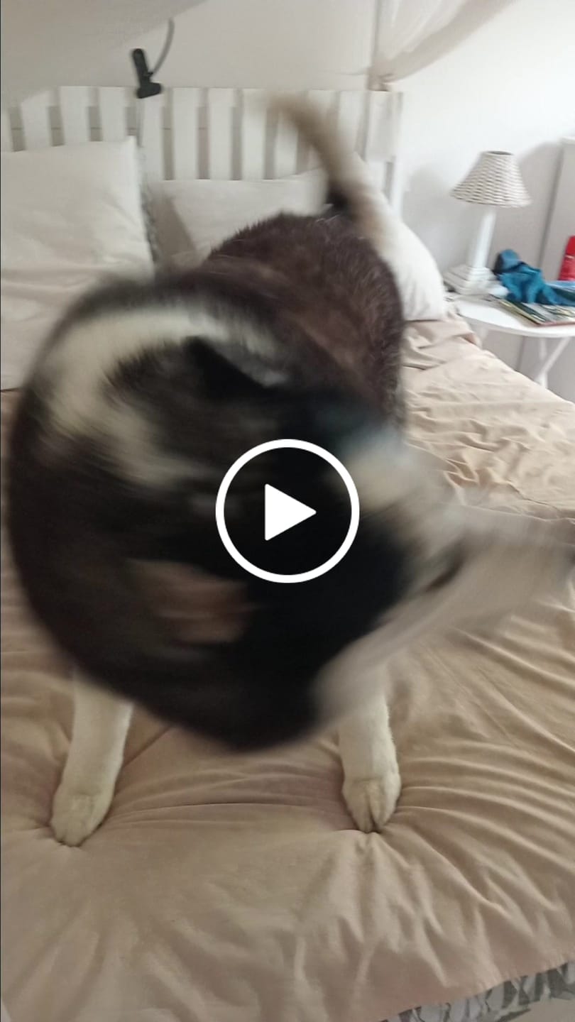 Customer video review of Natural Canine Care | FlexCare - Joint & Movement Support for Dogs