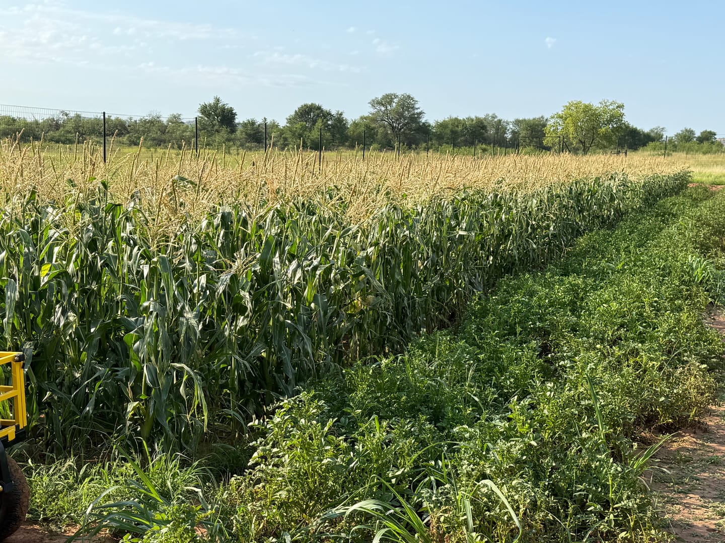 Customer photo review of Revision Attribute II Sweet Corn (Roundup Ready)