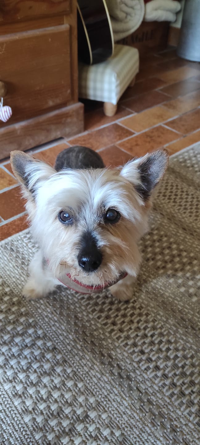 Customer photo review of Pâtée Volaille Fraîche & Légumes (x9) - Chien