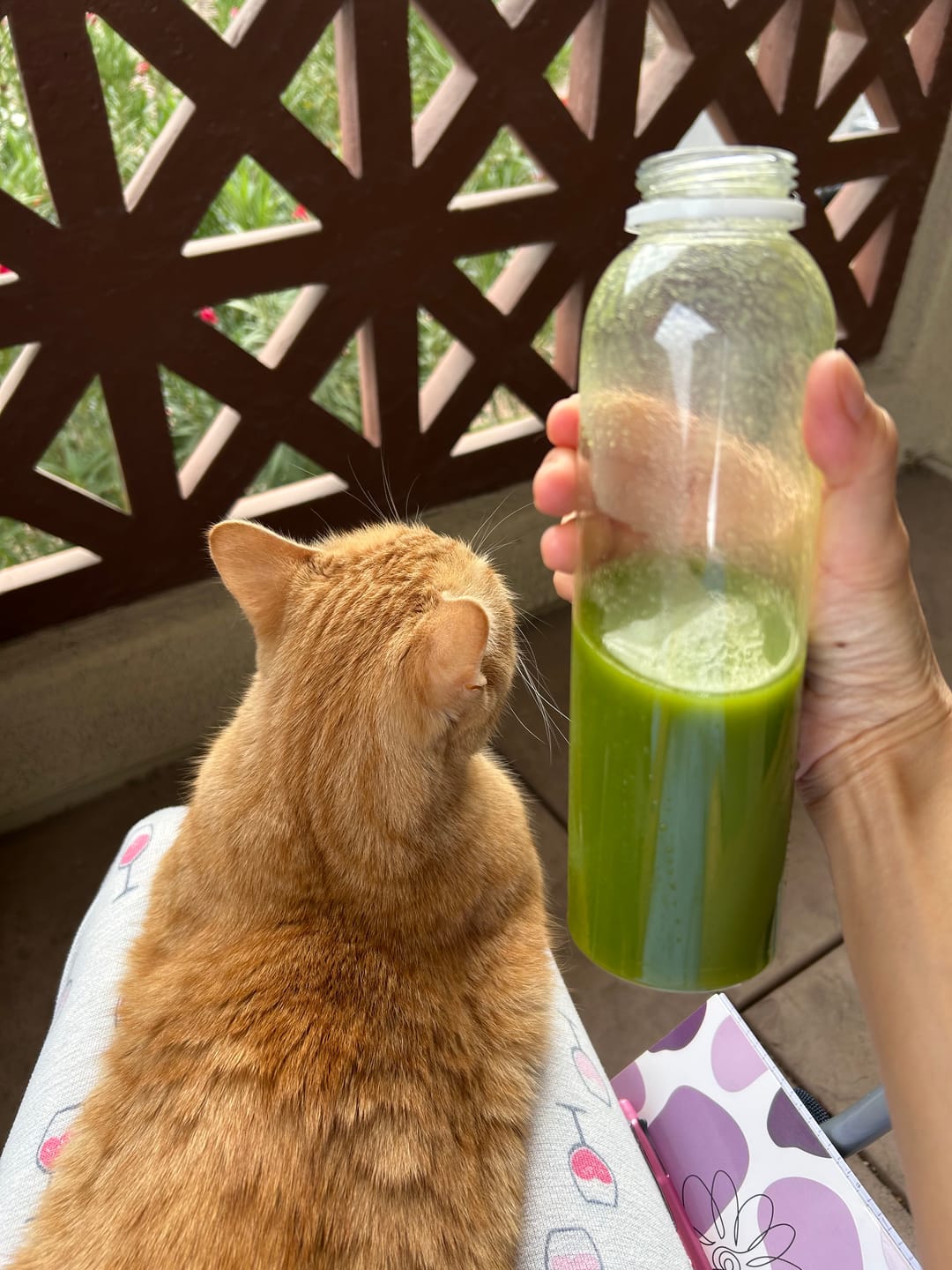 Customer photo review of 5 Meal Plan