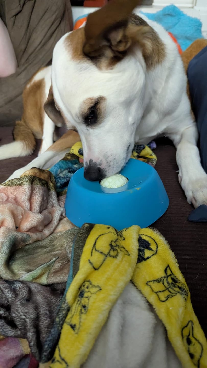 Customer photo review of Slow Feeder Dog Lick Bowl – No Spill & Non-Slip