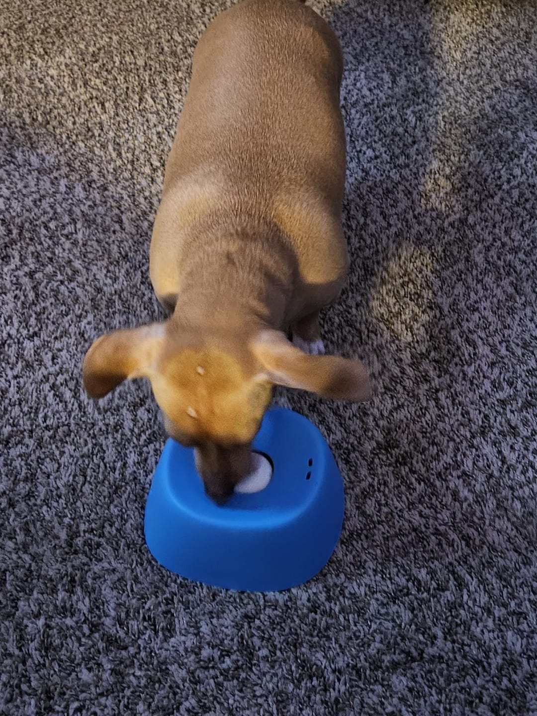 Customer photo review of Slow Feeder Dog Lick Bowl – No Spill & Non-Slip