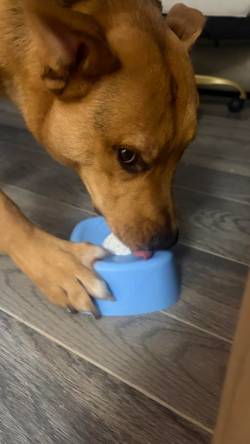 Customer photo review of Slow Feeder Dog Lick Bowl – No Spill & Non-Slip