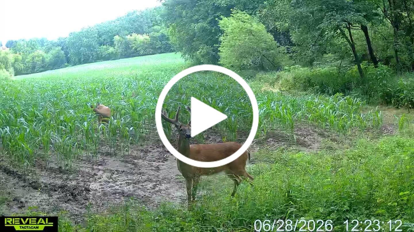 Customer video review of Basic Bundle Savings! Tactacam Reveal Ultra Cellular Trail Camera with SD Card, Steel Reinforced Strap and Cleaning Cloth